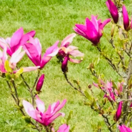 Bluetenhotel Village Cölbe