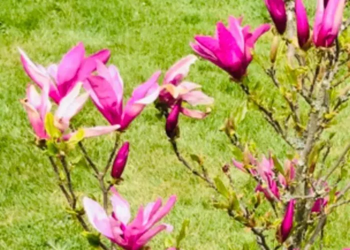 Bluetenhotel Village Cölbe